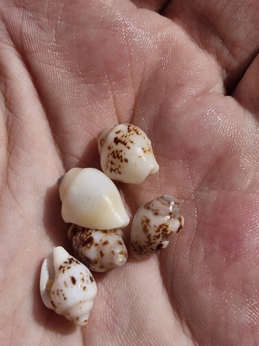 Columbella rustica