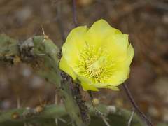 Opuntia wilcoxii