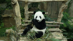 Ailuropoda melanoleuca