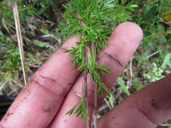 Niphogeton ternata