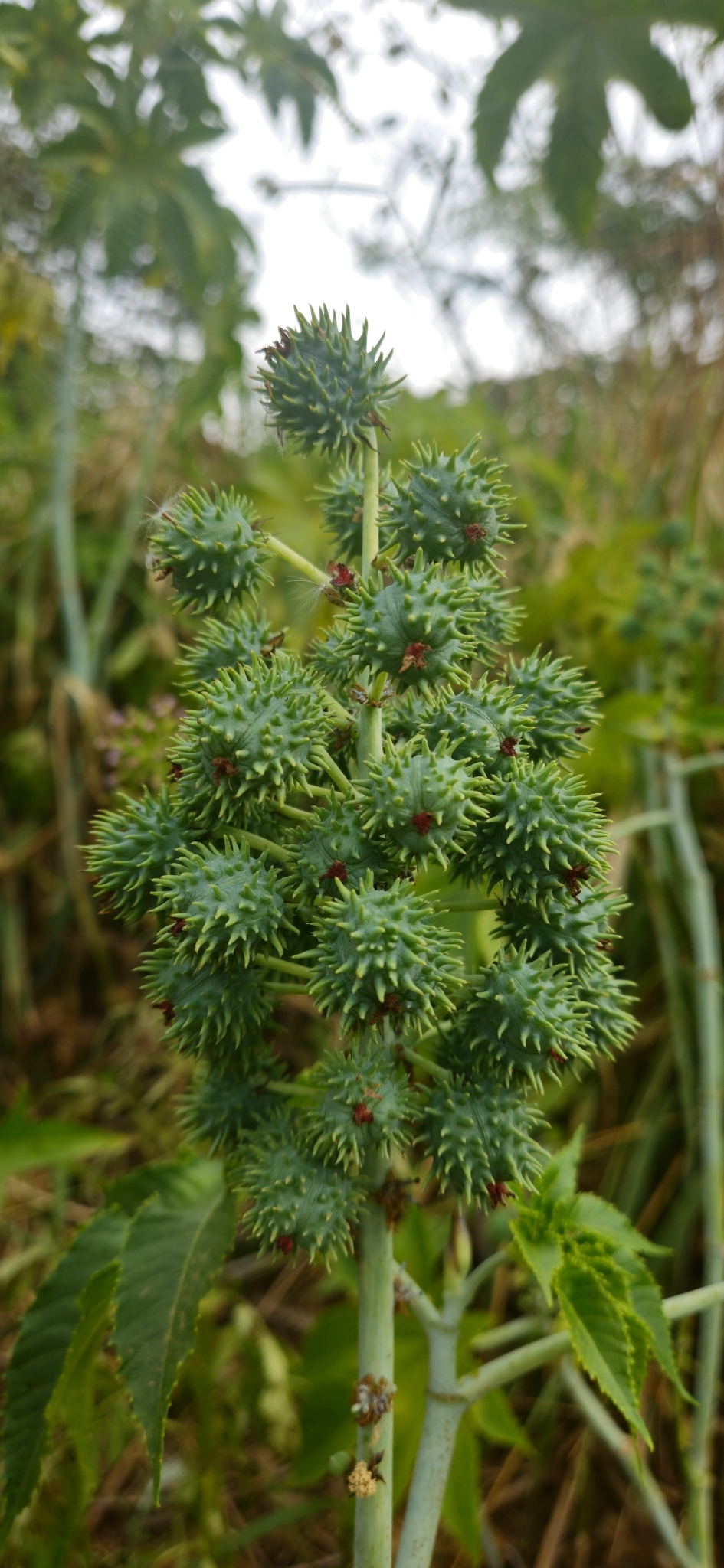 Ricinus communis