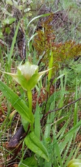 Pterostylis patens