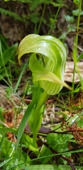Pterostylis patens