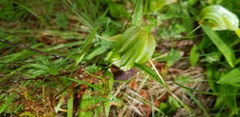 Pterostylis patens