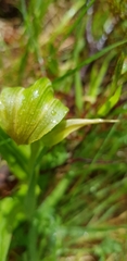 Pterostylis patens