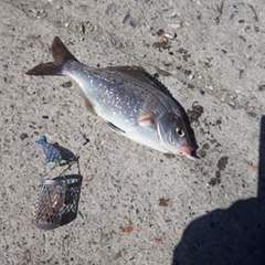 Neoditrema ransonnetii