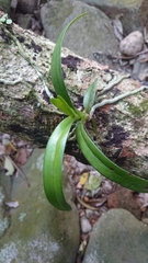 Cleisostoma paniculatum