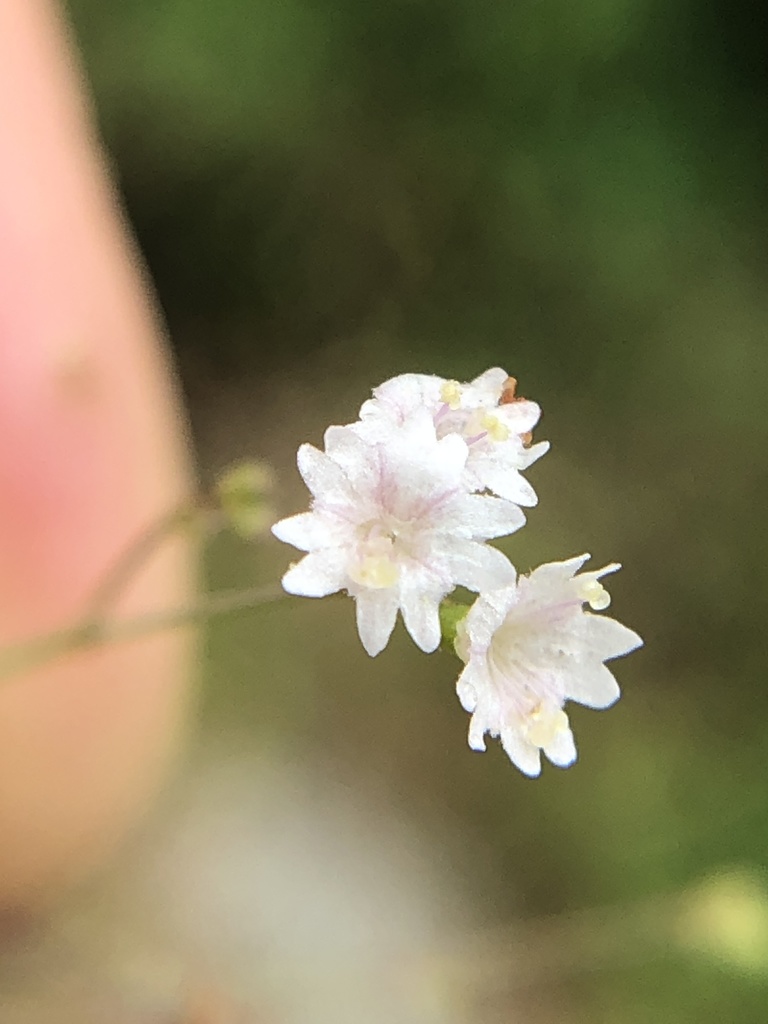 Boerhavia maculata