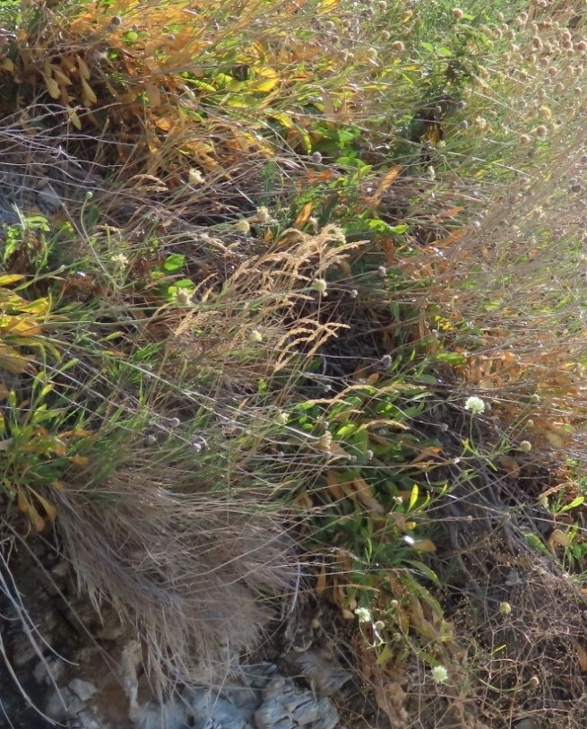 Cephalaria coriacea