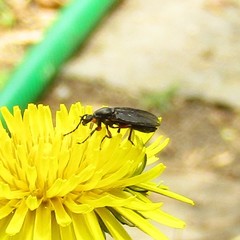 Bibioninae