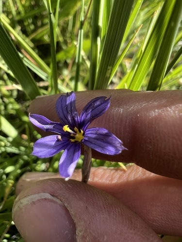 Nevada Blue-eyed Grass (Sisyrinchium halophilum)