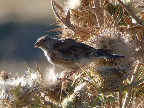 Linotte mélodieuse, jeune