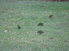 Erythrura pealii
