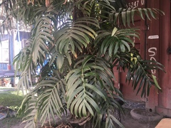 Araceae