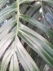 Araceae