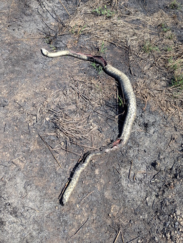 Coastal Carpet Python sighting
