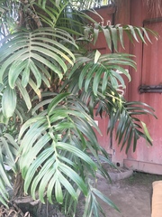 Araceae