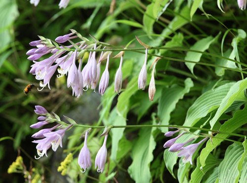 Kiyosumi Mountain Hosta (Hosta kiyosumiensis)