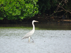 Ardea cinerea