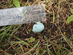 Turdus merula merula