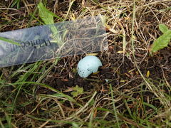 Turdus merula merula