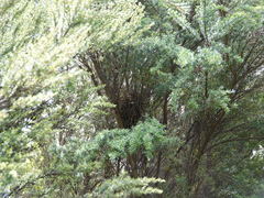 Turdus merula merula