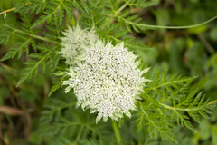 Selinum
