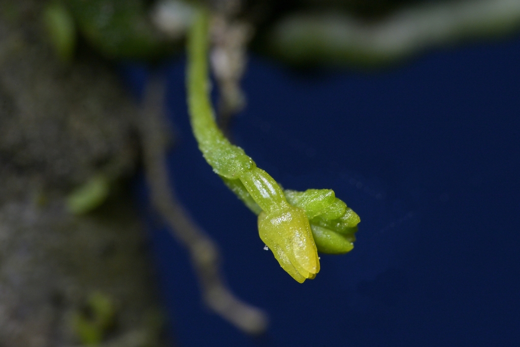 Taeniophyllum northlandicum