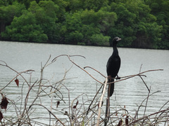 Phalacrocorax fuscicollis