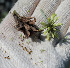 Astragalus schelichowii