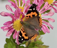 Vanessa indica indica