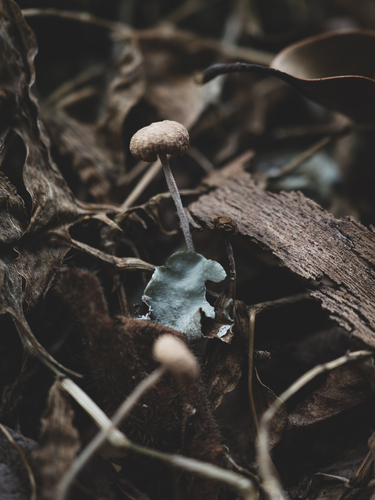 Collybiopsis biformis