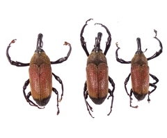 Sternuchopsis praeustus