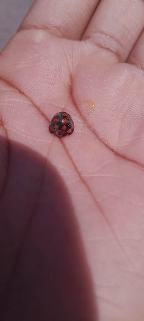 Chnootriba chirindica