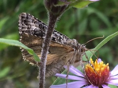 Syngrapha alias