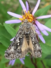 Syngrapha alias
