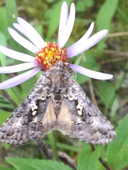 Syngrapha alias