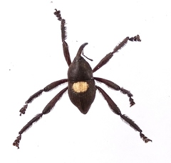 Arachnobas