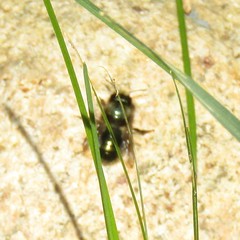 Osmia lignaria lignaria