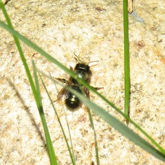 Osmia lignaria lignaria