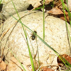 Osmia lignaria lignaria