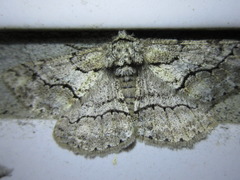 Megabiston plumosaria