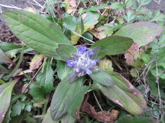 Ajuga multiflora