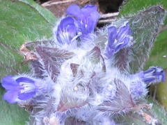 Ajuga multiflora