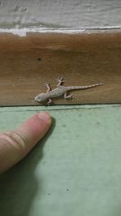 Tarentola mauritanica