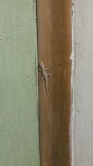 Tarentola mauritanica