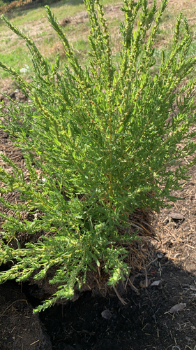 summer-cypress