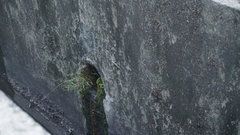 Hemidactylus platyurus