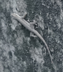 Hemidactylus platyurus
