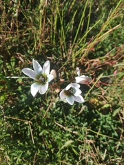 Ixia monadelpha